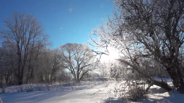 La neige brille contre le ciel par une belle journée ensoleillée . — Video