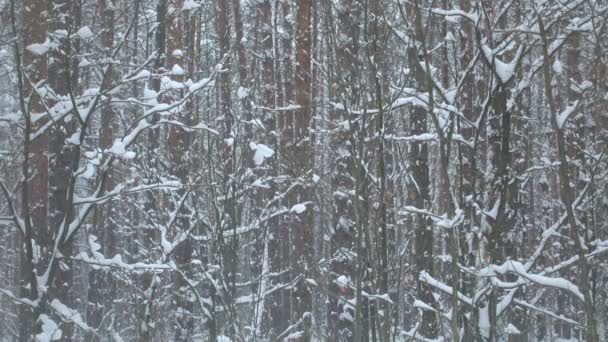 Sömlös video av fallande snö i vacker vinterskog. — Stockvideo