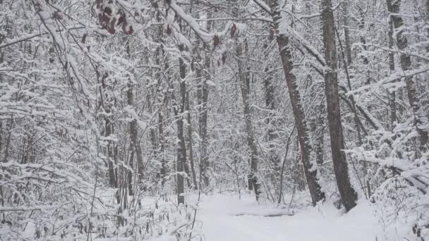 Beautiful winter forest, fresh white snow falls. — Stock Video