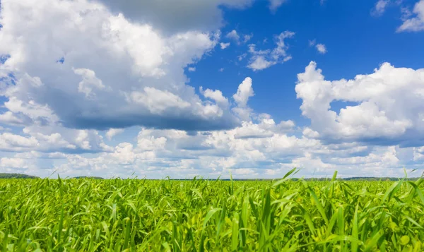 美丽的风景,蔚蓝的天空和新鲜的青草. 美丽的晴天，碧绿的草地和天空. 免版税图库图片