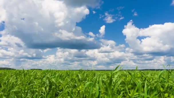 Céu e grama verde no belo dia . — Vídeo de Stock