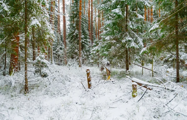 Hermoso bosque salvaje de invierno, bosque nevado de pino en invierno . — Foto de Stock