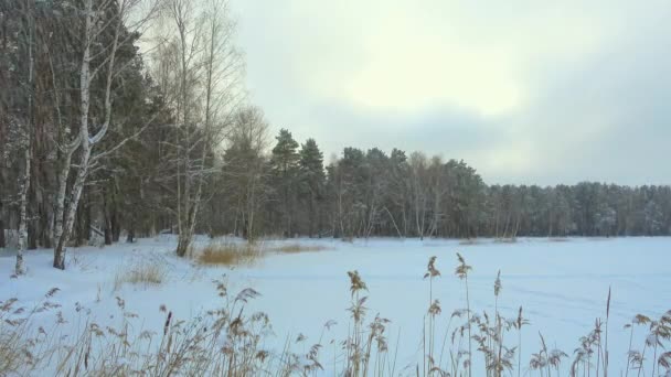 Прекрасная зимняя природа. Зимний пейзаж . — стоковое видео