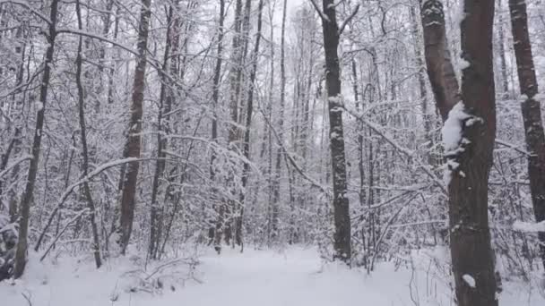 Güzel kış ormanlarında yürürken. — Stok video