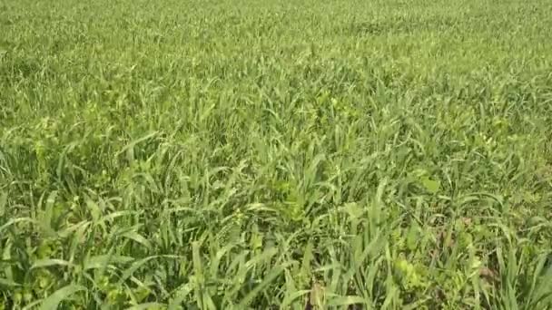 Natura di primavera, campo di erba verde su un vento. Non classificato . — Video Stock