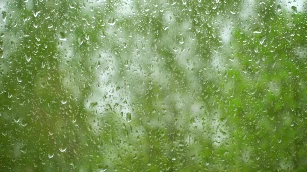 Des gouttes de pluie sur une fenêtre et des arbres verts devant la fenêtre. — Video