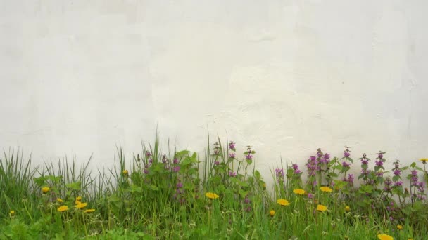 Zomer of lente achtergrond, mooie bloemen in de buurt van witte muur. — Stockvideo