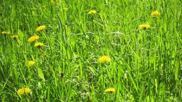 Denti di leone gialli fiori su un prato in bella giornata di sole . — Video Stock