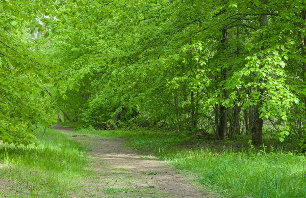 Route à travers la forêt verte de beautifuf. Forêt et route de campagne à belle journée . — Photo