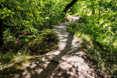 Beautiful winding forest path lit by the sun