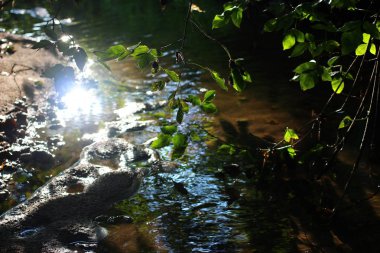 Sığ bir derenin güzel manzarası, gün ışığından yansıması ve parıltısı.