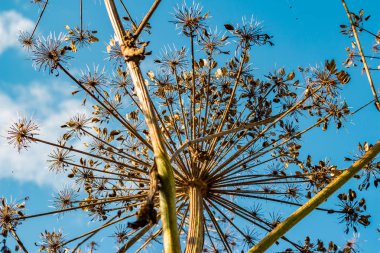 Kuru saplar ve şemsiyeler zehirli bir bitki olan Sosnowsky 'nin yaban otunun tohumları (Heracleum sosnowskyi)