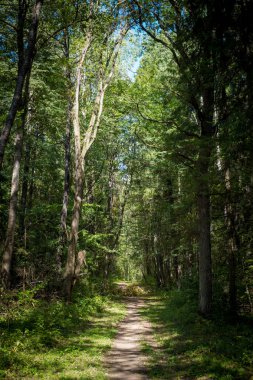 Karışık bir ormanda boş bir orman yolu uzanıyor.