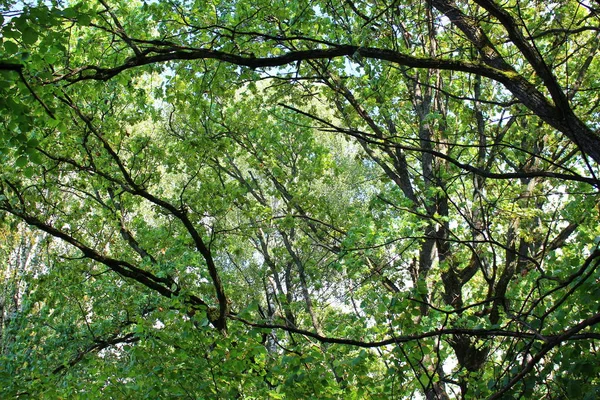 Hintergrund Von Grünem Laub Der Spitze Des Waldes — Stockfoto