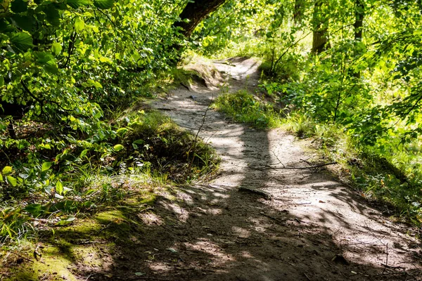 Beautiful winding forest path lit by the sun