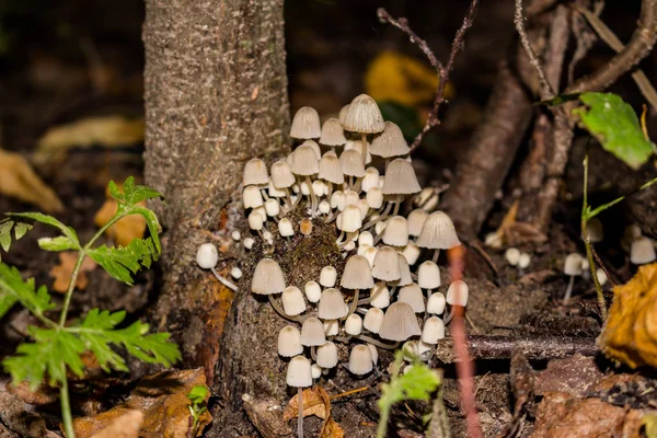 积存在树桩上的菌丝仙粉帽 俗称曲形皱褶帽 Coprinellus Spreading Atus Coprinus Spreading Atus — 图库照片