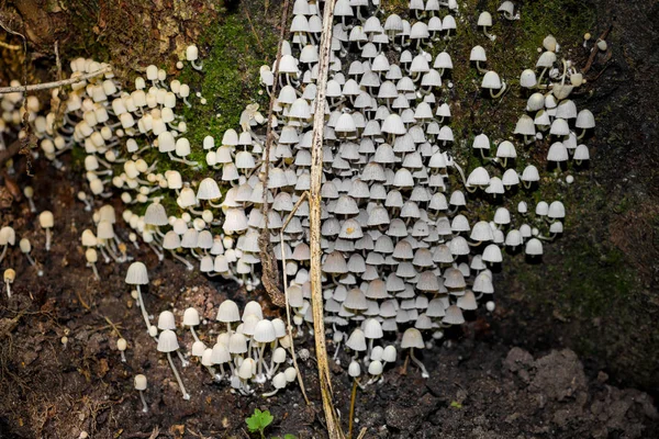 Ansammlung Von Pilzfeen Allgemein Bekannt Als Trooping Crumble Cap Coprinellus — Stockfoto