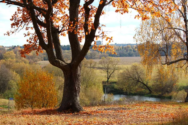 Piękny Jesienny Dąb Wzgórzu Żółte Liście Jesienny Krajobraz — Zdjęcie stockowe