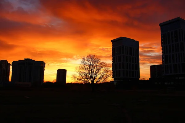 Coucher Soleil Rouge Vif Silhouettes Arbre Bâtiments Grande Hauteur — Photo