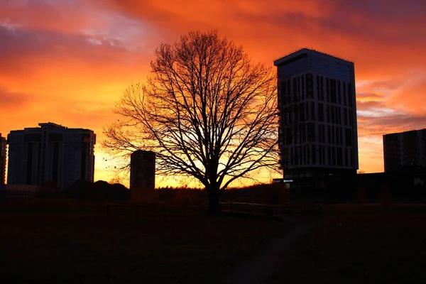 燃えるような赤い夕日と木々や高層ビルのシルエット — ストック写真