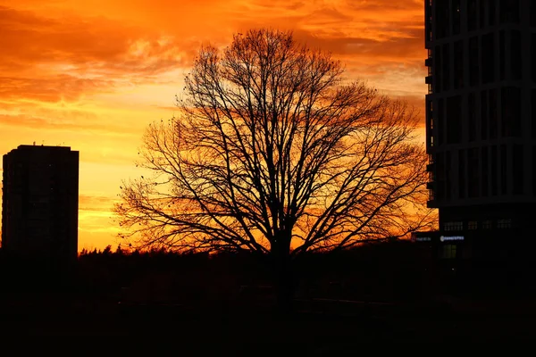 燃えるような赤い夕日と木々や高層ビルのシルエット — ストック写真