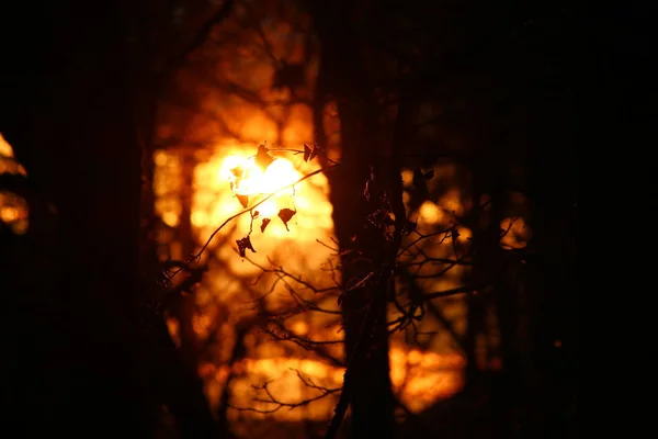 Sol Rojo Caluroso Por Noche Atraviesa Los Árboles — Foto de Stock