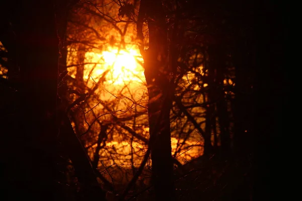 Eine Glühend Heiße Abendsonne Bricht Durch Die Bäume — Stockfoto