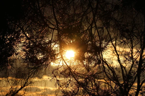 Helle Abendsonne Durch Kiefernzweige Sonnenuntergang Wald — Stockfoto