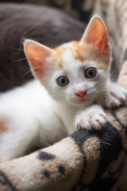 Beyaz-kırmızı renkli küçük kedi yavrusu dikkatli görünüyor.