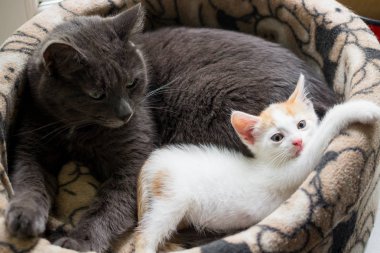 Açık renkli küçük kedi yavrusu sepette uyuyor.