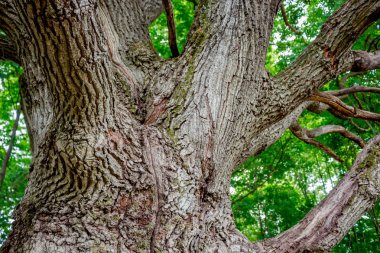 Eski bir meşe ağacının gövdesi.