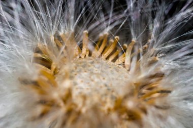 Tussilago farfara bitkisinin tohumlarından güzel bir köken, yaygın olarak coltsfoot olarak bilinir.