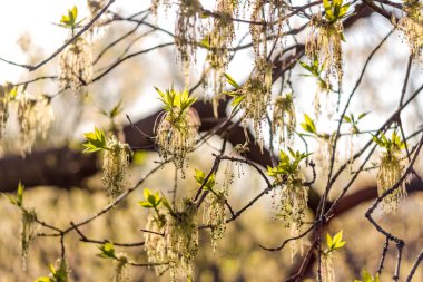Acer negundo (ya da kutu büyüğü, boxelder akçaağaç, kül yapraklı akçaağaç) infloresans bahar arkaplanı)