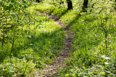 Mayıs ayında yemyeşil çimlerin ortasında yol