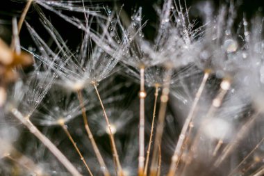 Karahindiba (Taraxacum officinale) tohumları su damlalarıyla kaplı, makro görünüm