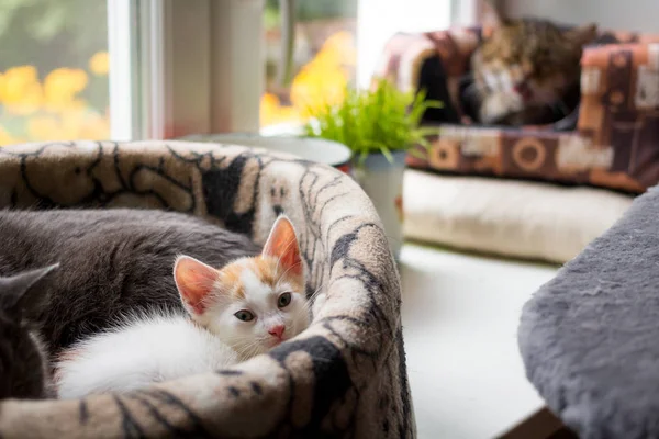 Açık Renkli Küçük Kedi Yavrusu Sepette Uyuyor — Stok fotoğraf