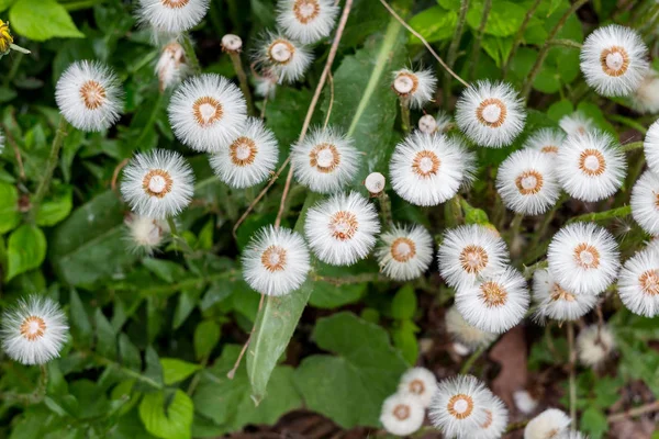 Tussilago Farfara Communément Connu Sous Nom Coltsfoot Avec Des Graines — Photo