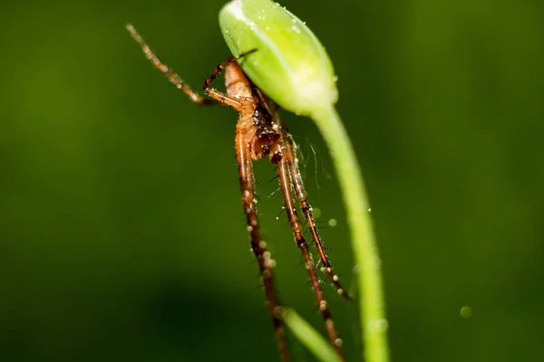 Pająk Tetragnathidae Tkaczka Długimi Szczękami Siedzi Łodydze Makra Roślinnego — Zdjęcie stockowe