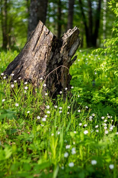 Фрагмент Мальовничого Весняного Лугу Старим Пеньком Квітучим Ясом Stellaria Holostea — стокове фото