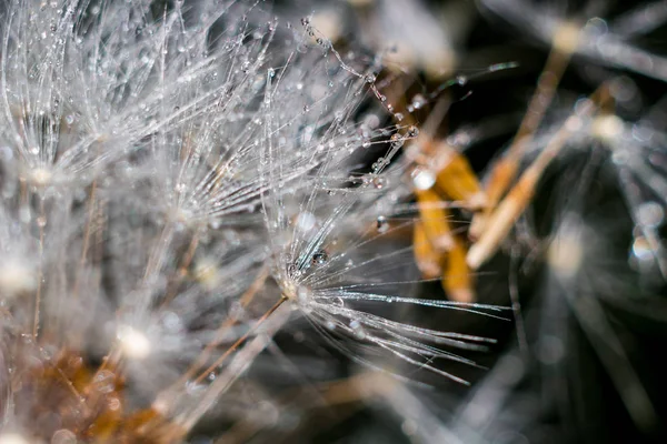 Bellissimo Sfondo Tarassaco Comune Taraxacum Officinale Semi Ricoperti Gocce Acqua — Foto Stock