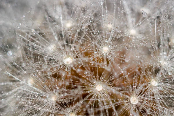 Bellissimo Sfondo Tarassaco Comune Taraxacum Officinale Semi Ricoperti Gocce Acqua — Foto Stock