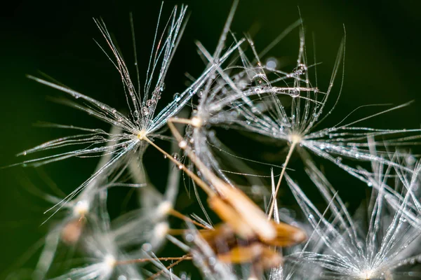 Schöner Hintergrund Von Löwenzahn Taraxacum Officinale Samen Mit Wassertropfen Bedeckt — Stockfoto