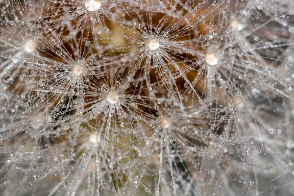 Schöner Hintergrund Von Löwenzahn Taraxacum Officinale Samen Mit Wassertropfen Bedeckt — Stockfoto