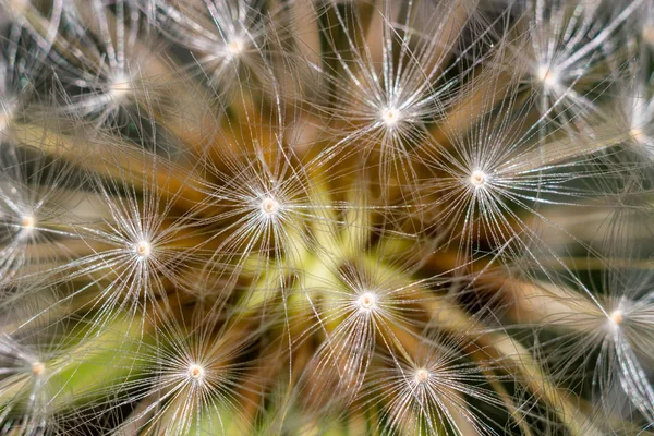 Fondo Comune Tarassaco Taraxacum Officinale Semi Primo Piano — Foto Stock