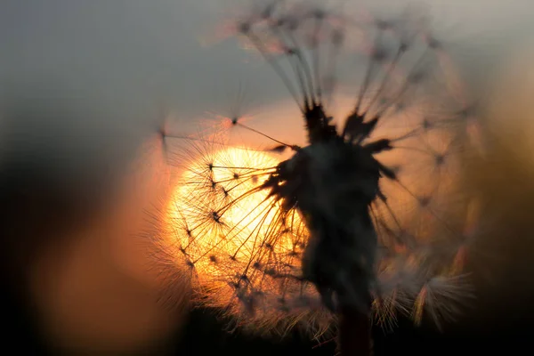 Семена Одуванчика Против Заходящего Солнца — стоковое фото