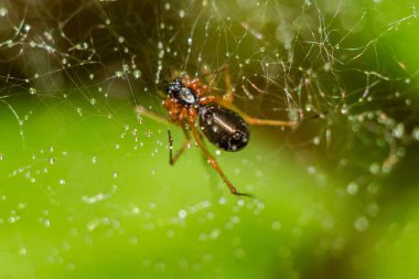 Örümcek bir ağ örüyor, çok güzel bir arka plan.