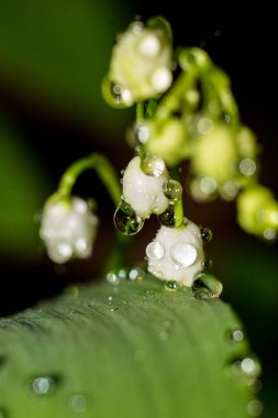 Vadi bitkisi Zambak (Convallaria majalis) beyaz çiçekleri ile su damlaları ile kaplı