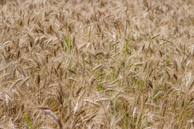 Çavdar ekili altın bir tarla manzarası