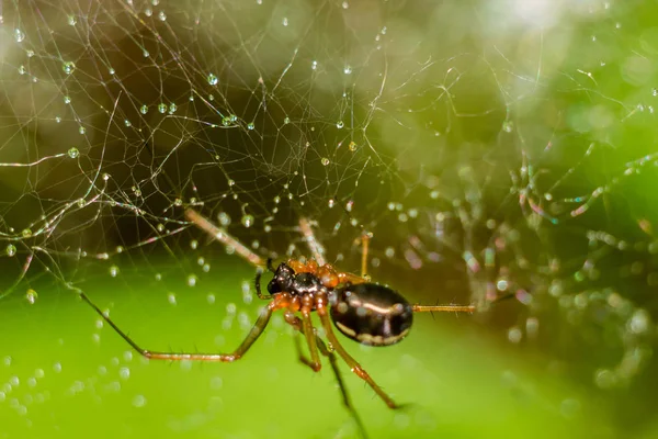 Araña Teje Una Tela Hermoso Fondo —  Fotos de Stock