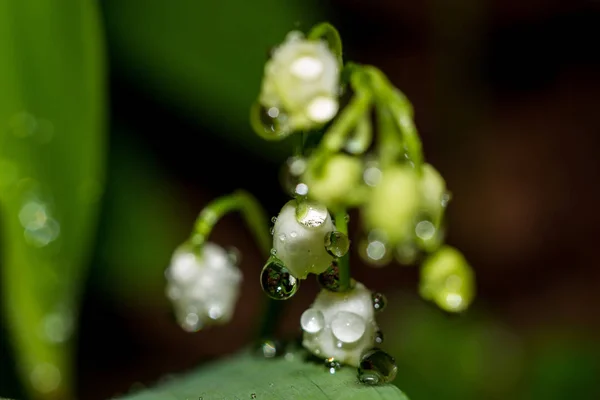 谷の植物のユリ Convallaria Majalis 水の滴で覆われた白い花で — ストック写真